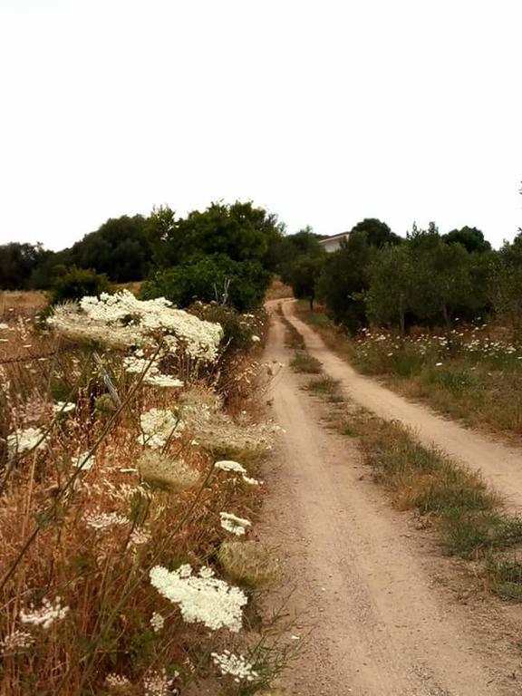 Bed and Breakfast Nacchinono Olbia Esterno foto
