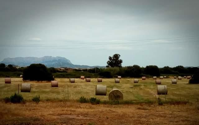 Bed and Breakfast Nacchinono Olbia Esterno foto