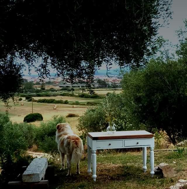 Bed and Breakfast Nacchinono Olbia Esterno foto